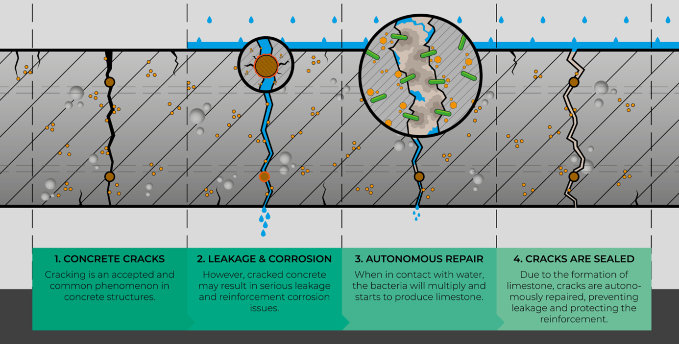 Werking zelfhelend beton.png Infographic effect self-healing concrete