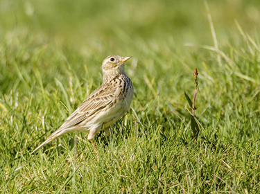 Skylarks