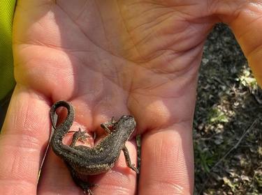 Close-up of a lizard in a hand