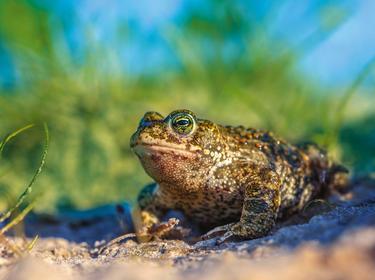 Rendering of a frog on a grass field