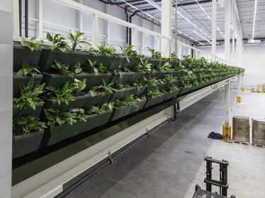 showing a wall of plants in a warehouse