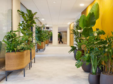 Prologis office hallway with plants on either side